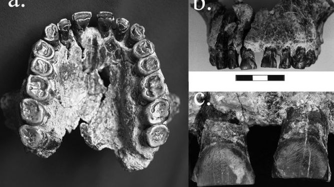 Los dientes desvelan que el Homo habilis ya era diestro hace 1,8 millones de años